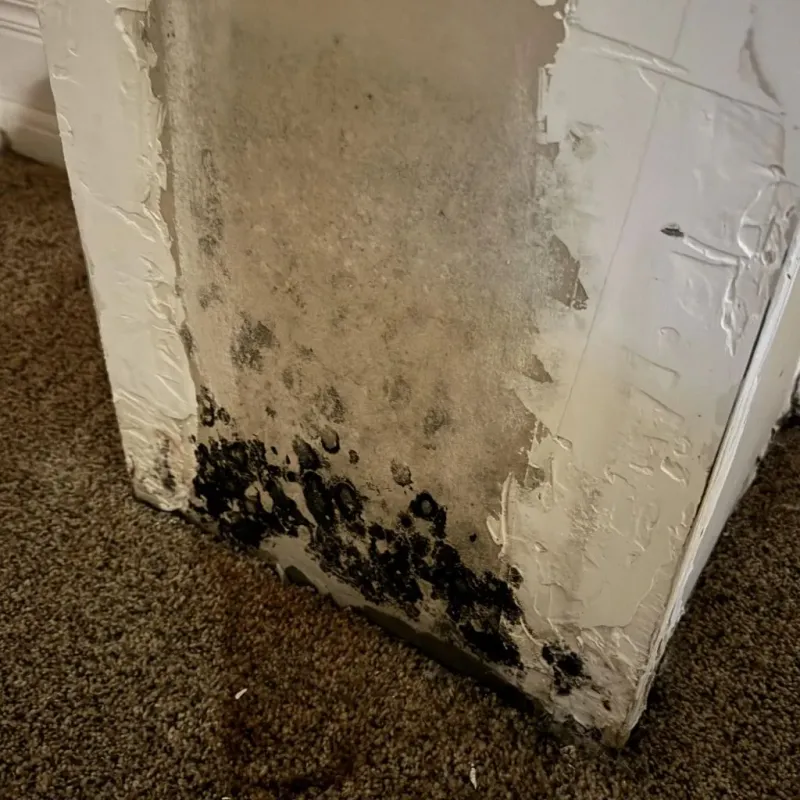 Professional Mold Removal in Starke, FL